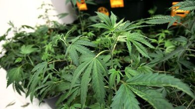 Átta hand­teknir vegna fíkniefnaræktunnar