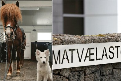 Harmar ómannaðar bakvaktir dýralækna