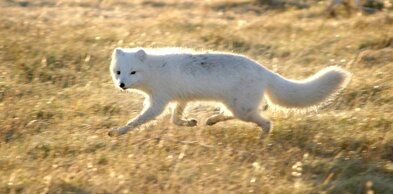 Flókið að tilkynnna um tjón vegna refa