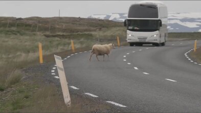 „Þú skilur ekki eftir lifandi skepnu stórslasaða“
