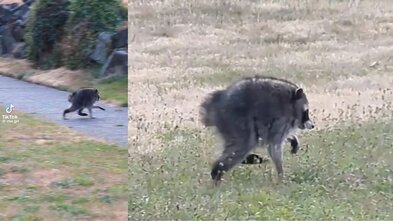 Þvottabjörninn Jimothy slær í gegn á samfélagsmiðlum