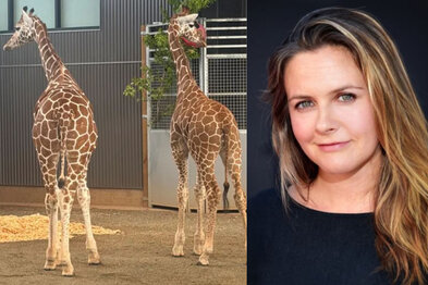 Lögregla fann gíraffakálfa óhulta ári eftir að þeim var rænt – Alicia Silverstone blandaði sér í málið
